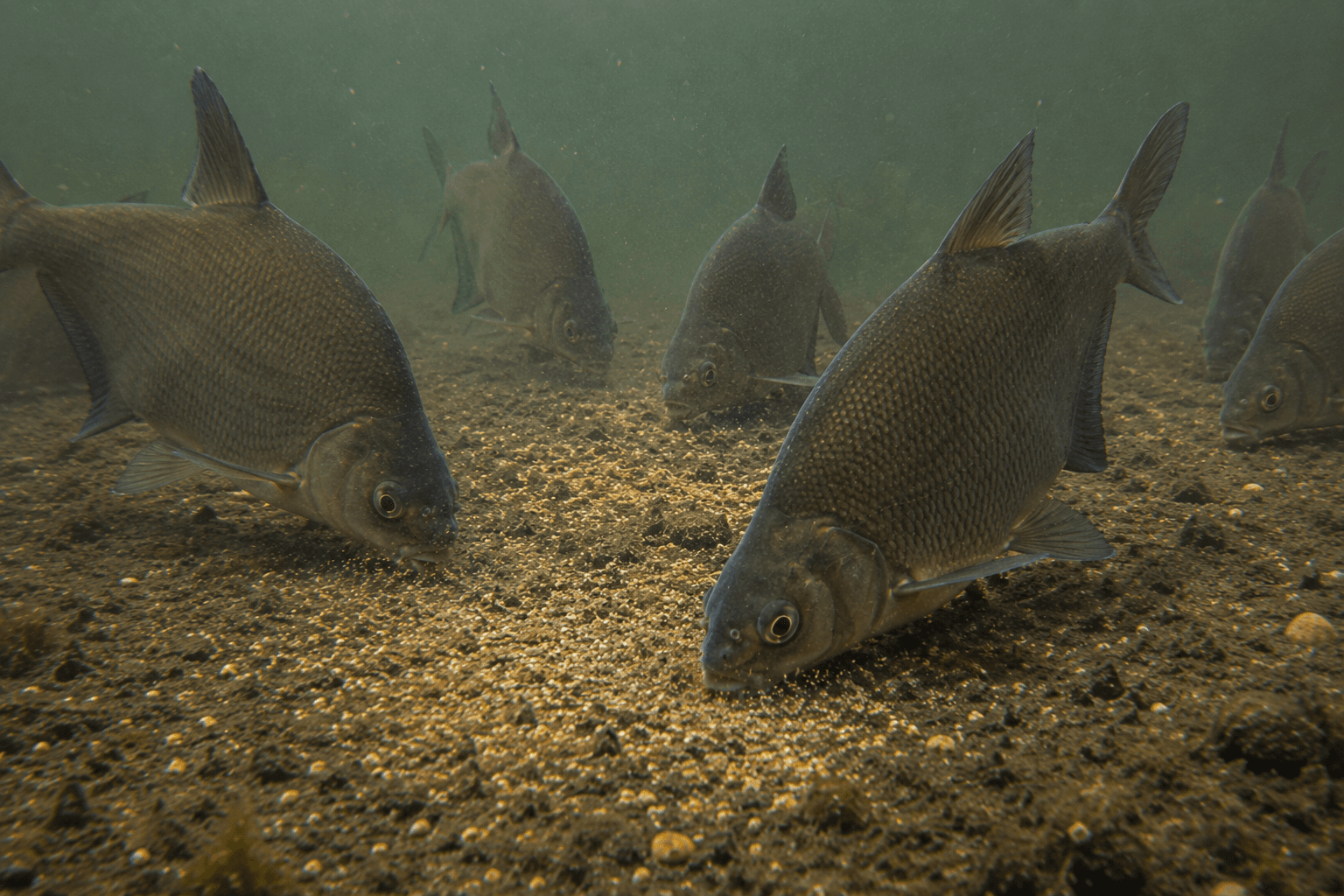 Bream