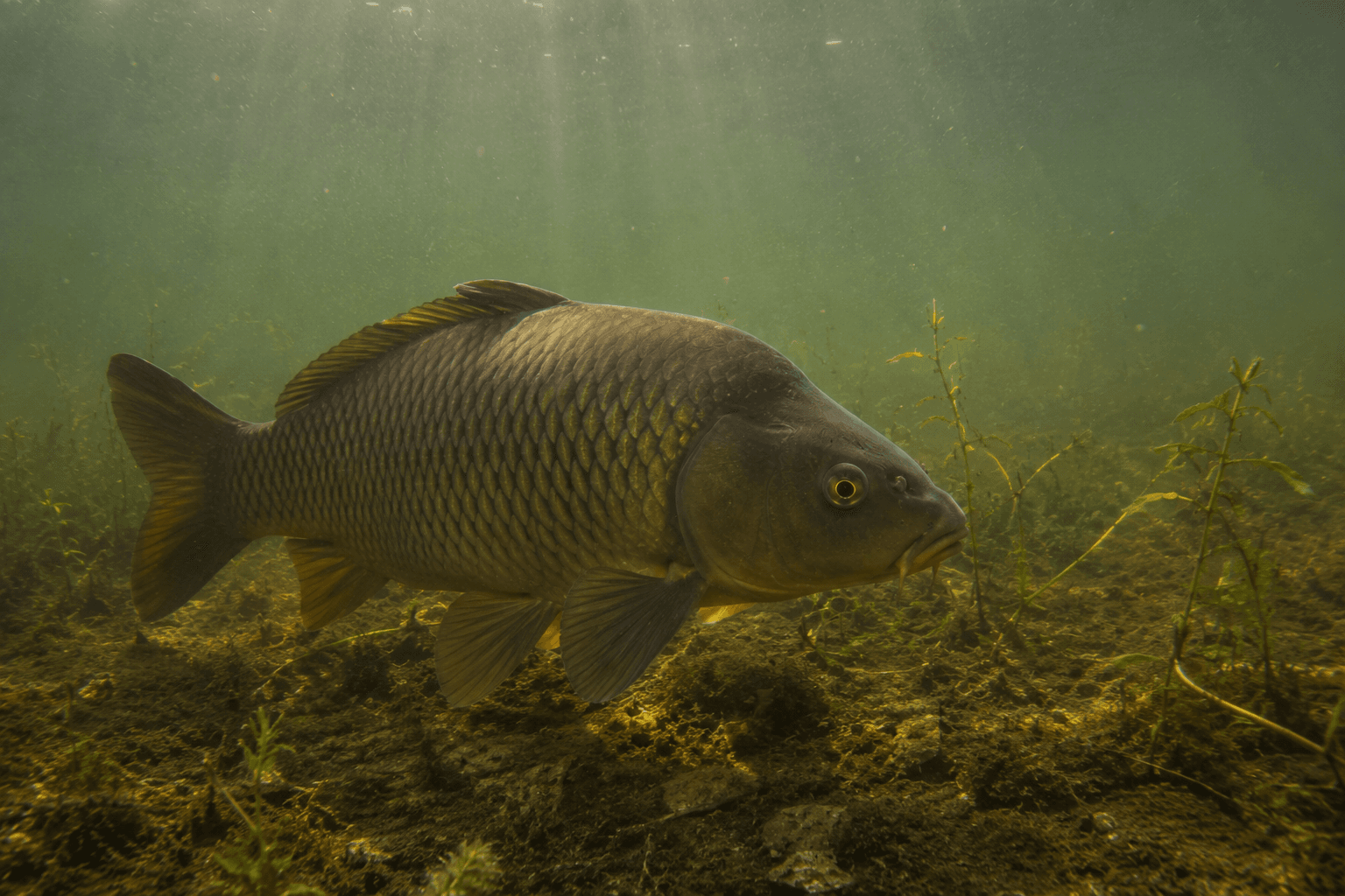 Carp