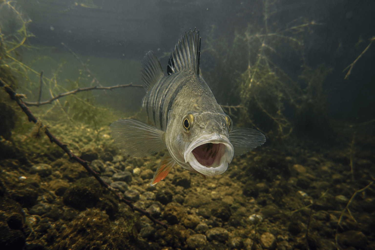 Perch