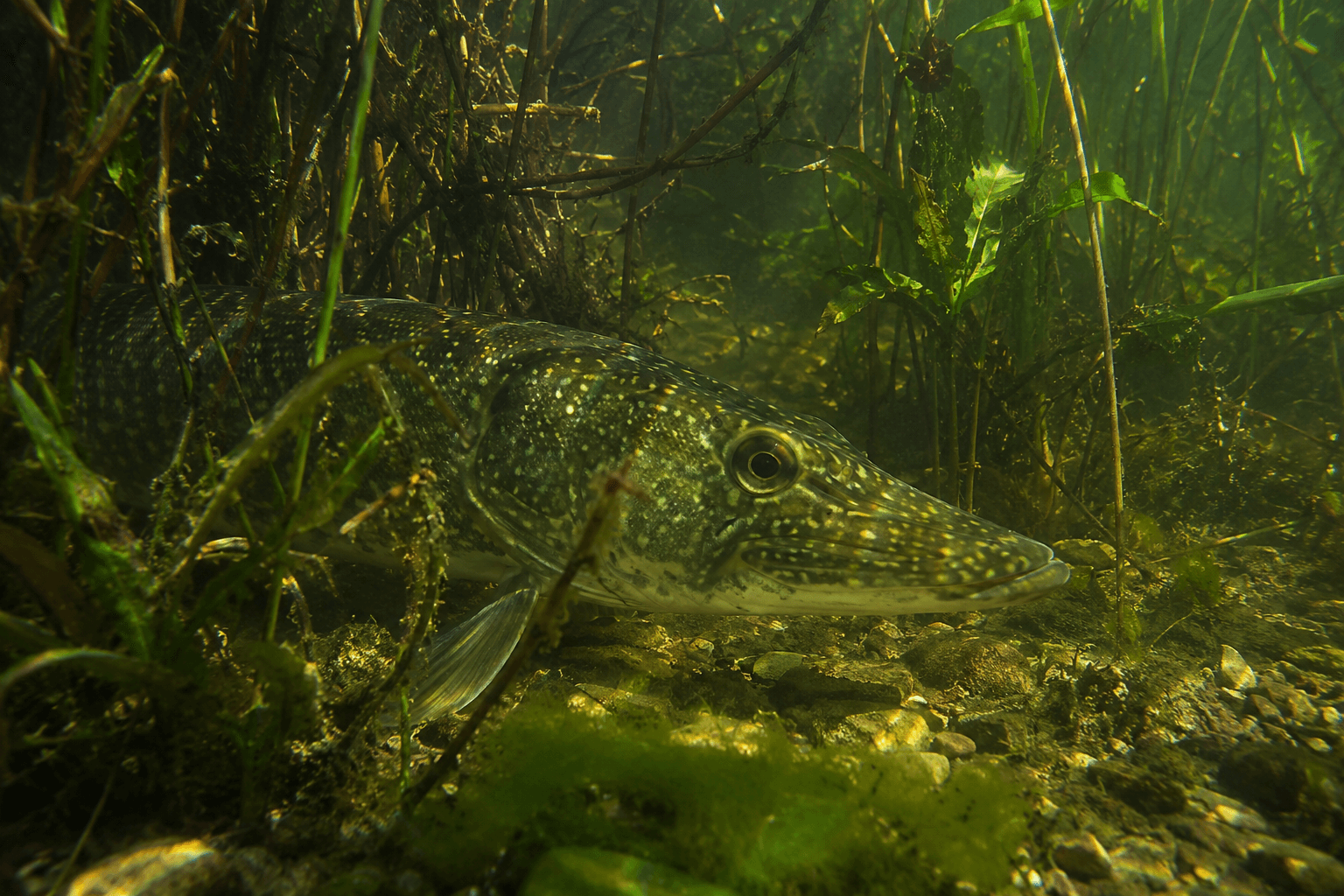 Pike