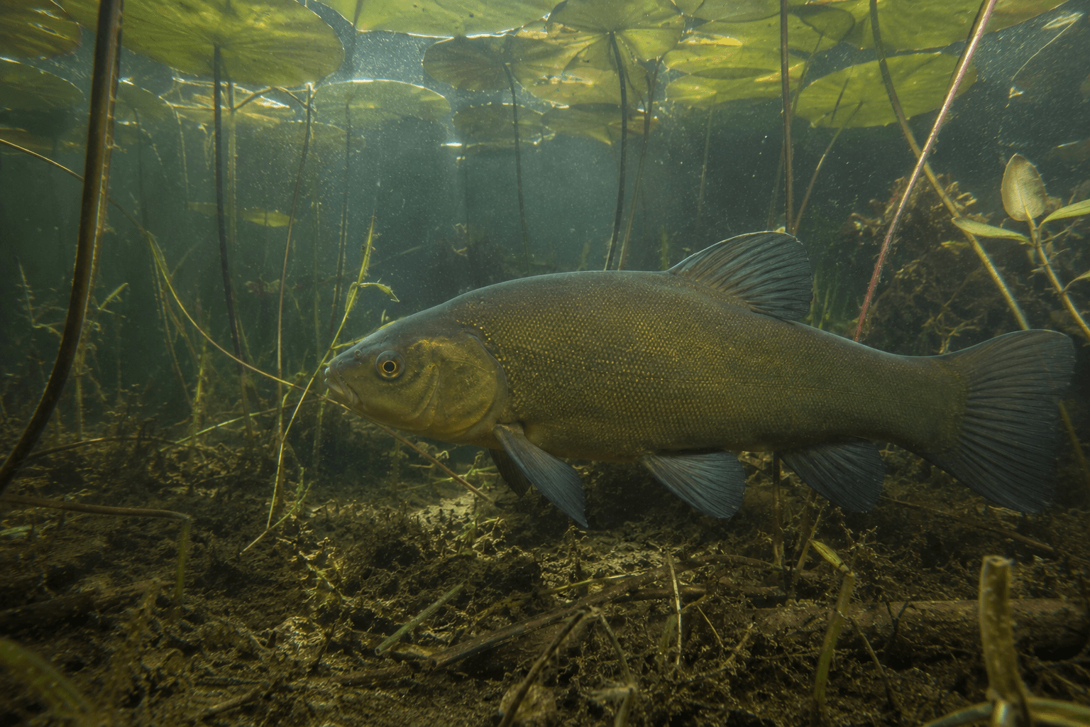 Tench