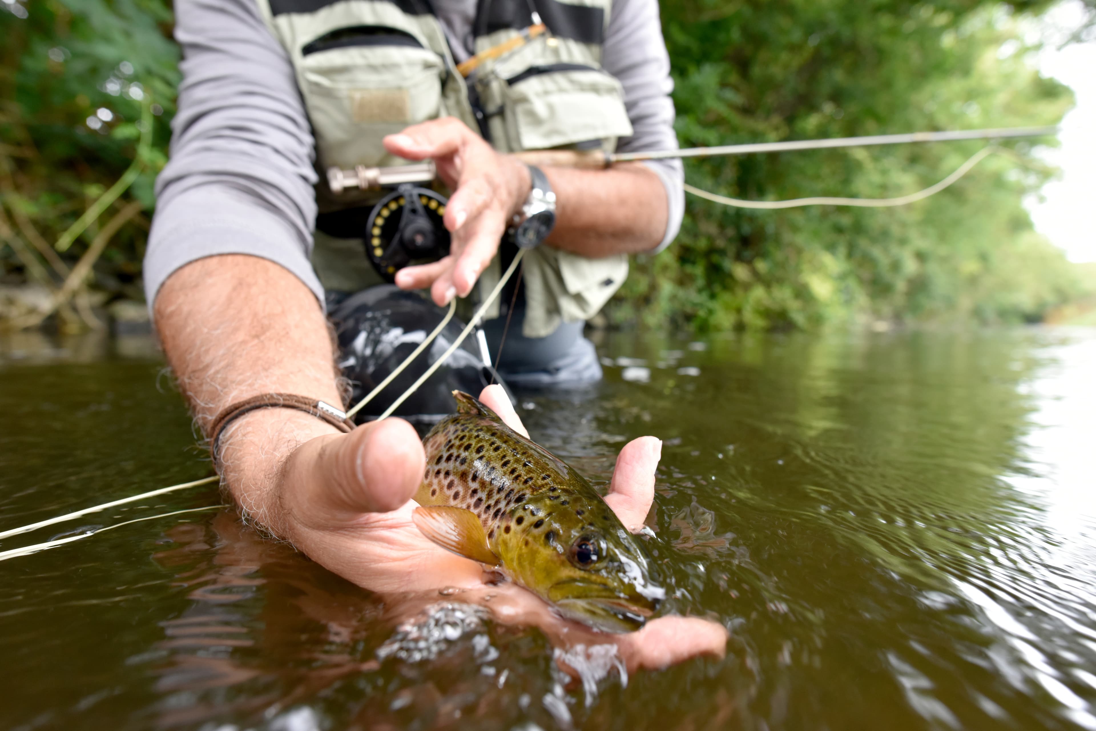 Angler carefully releasing a brown trout back into the water